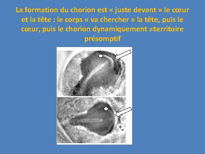 La formation du chorion est « juste devant » le cœur et la tête