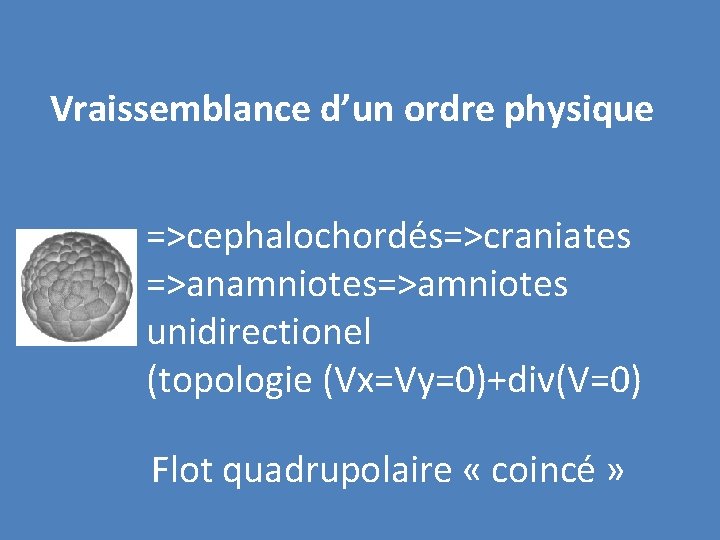 Vraissemblance d’un ordre physique =>cephalochordés=>craniates =>anamniotes=>amniotes unidirectionel (topologie (Vx=Vy=0)+div(V=0) Flot quadrupolaire « coincé »