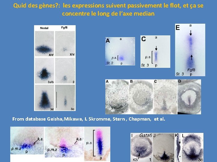 Quid des gènes? : les expressions suivent passivement le flot, et ça se concentre