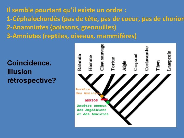 Il semble pourtant qu’il existe un ordre : 1 -Céphalochordés (pas de tête, pas