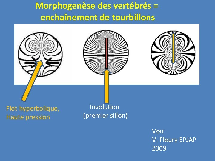 Morphogenèse des vertébrés = enchaînement de tourbillons Flot hyperbolique, Haute pression Involution (premier sillon)