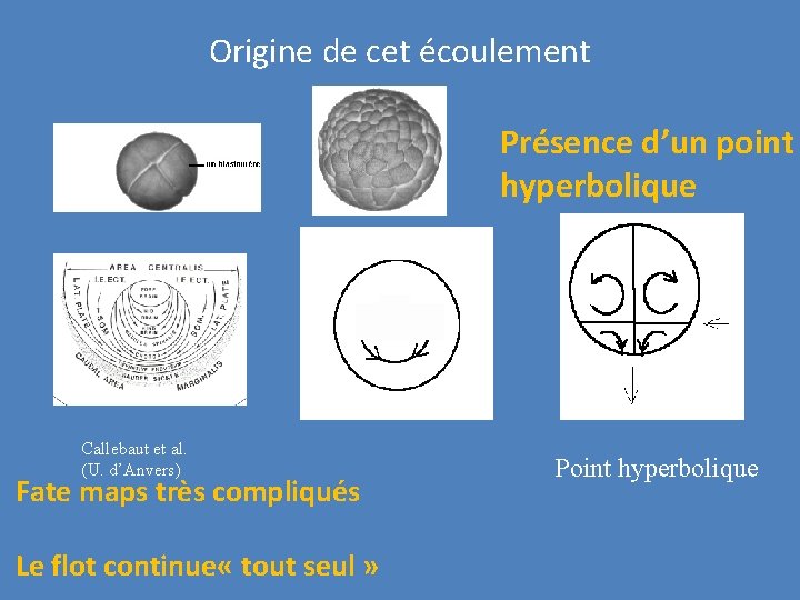 Origine de cet écoulement Présence d’un point hyperbolique Callebaut et al. (U. d’Anvers) Fate
