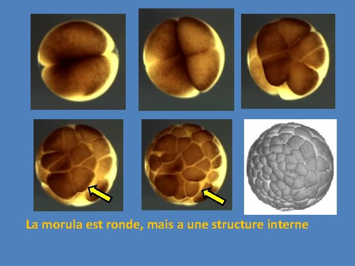 La morula est ronde, mais a une structure interne 