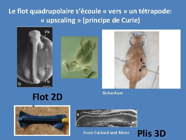 Le flot quadrupolaire s’écoule « vers » un tétrapode: « upscaling » (principe de