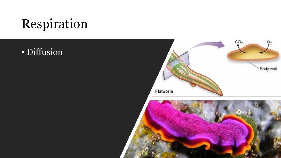 Respiration • Diffusion 