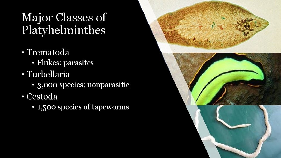 Major Classes of Platyhelminthes • Trematoda • Flukes: parasites • Turbellaria • 3, 000