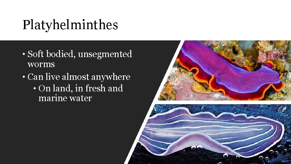 Platyhelminthes • Soft bodied, unsegmented worms • Can live almost anywhere • On land,