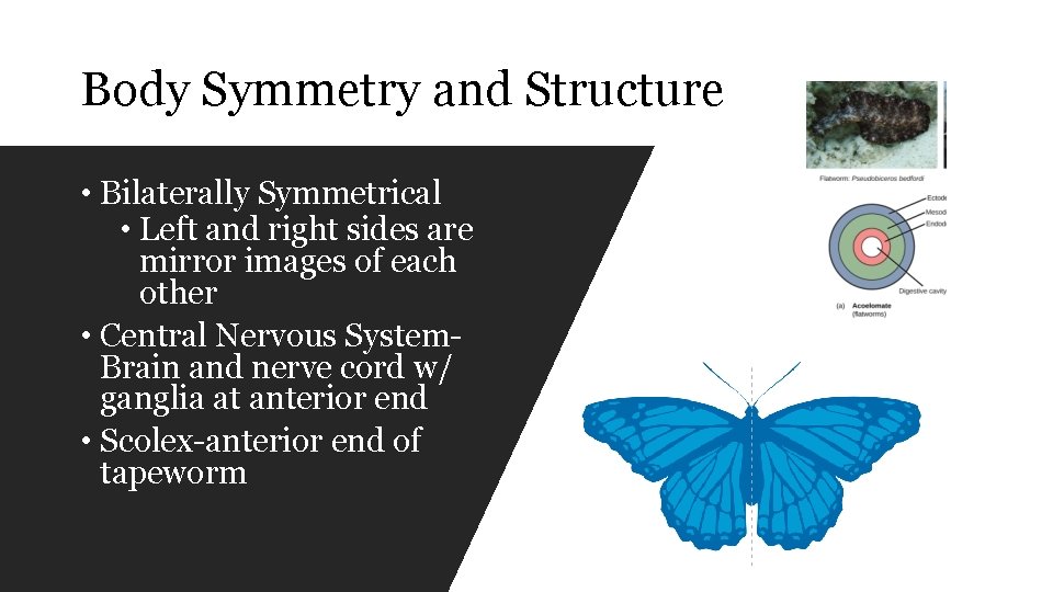 Body Symmetry and Structure • Bilaterally Symmetrical • Left and right sides are mirror