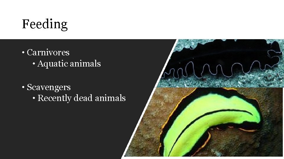 Feeding • Carnivores • Aquatic animals • Scavengers • Recently dead animals 