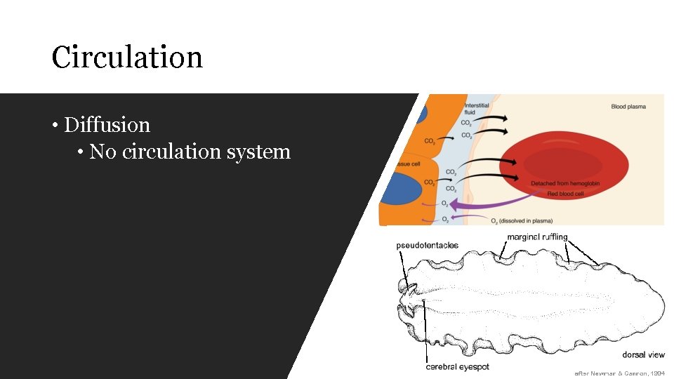 Circulation • Diffusion • No circulation system This Photo by Unknown author is licensed