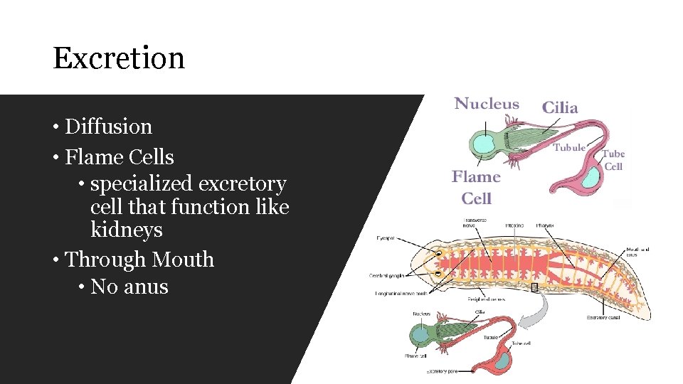 Excretion • Diffusion • Flame Cells • specialized excretory cell that function like kidneys