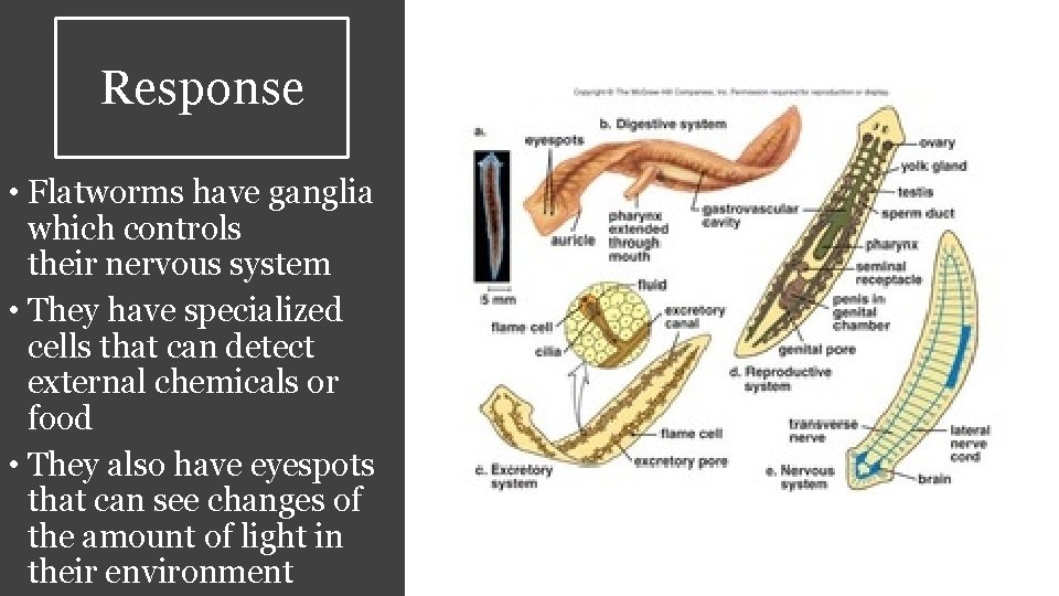 Response • Flatworms have ganglia which controls their nervous system • They have specialized