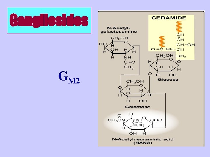 Gangliosides GM 2 