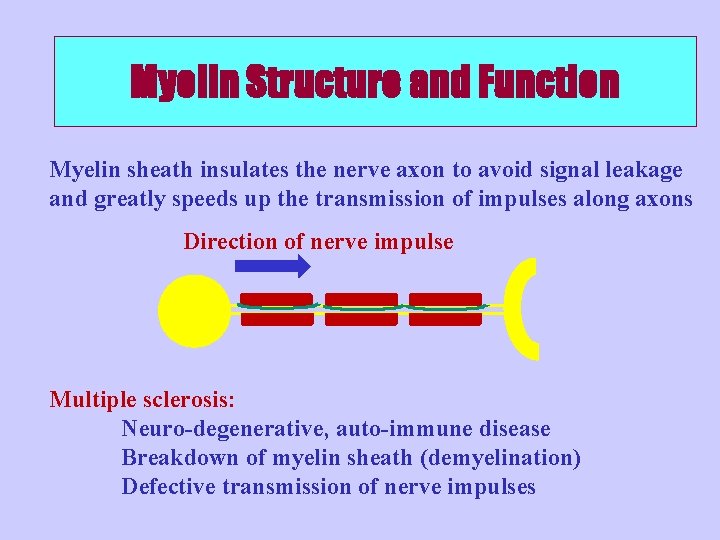 Myelin Structure and Function Myelin sheath insulates the nerve axon to avoid signal leakage