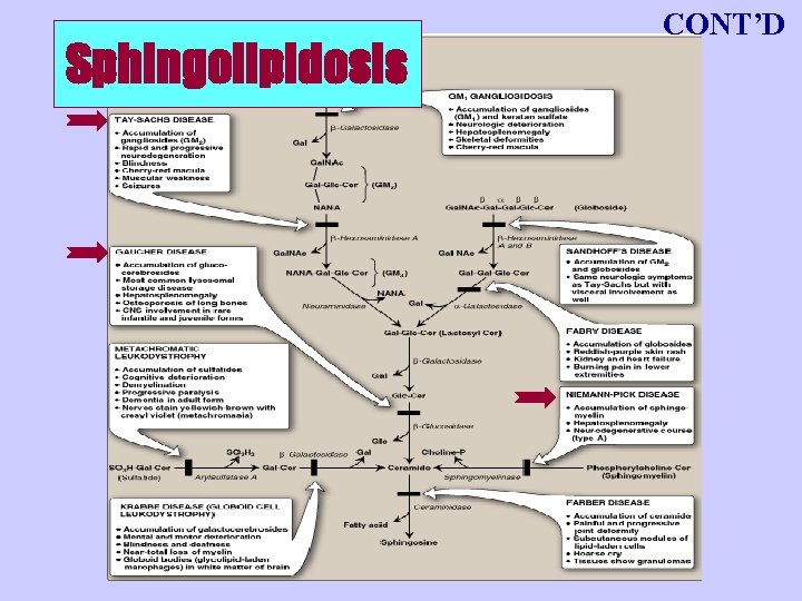 Sphingolipidosis CONT’D 