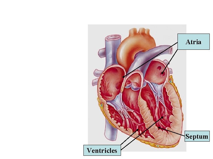 Atria Septum Ventricles Atria Septum Ventricles