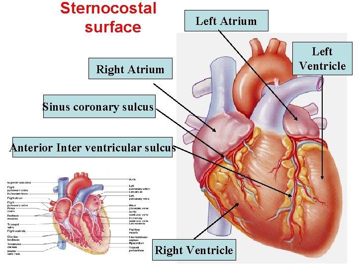 Sternocostal surface Left Atrium Right Atrium Sinus coronary sulcus Anterior Inter ventricular sulcus Right