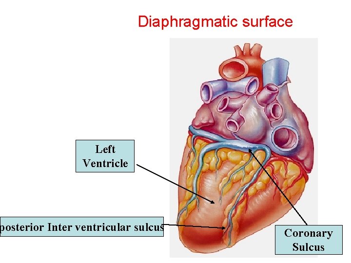 Diaphragmatic surface Left Ventricle posterior Inter ventricular sulcus Coronary Sulcus 