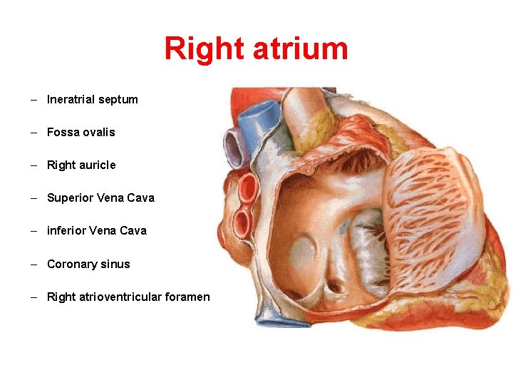 Right atrium – Ineratrial septum – Fossa ovalis – Right auricle – Superior Vena