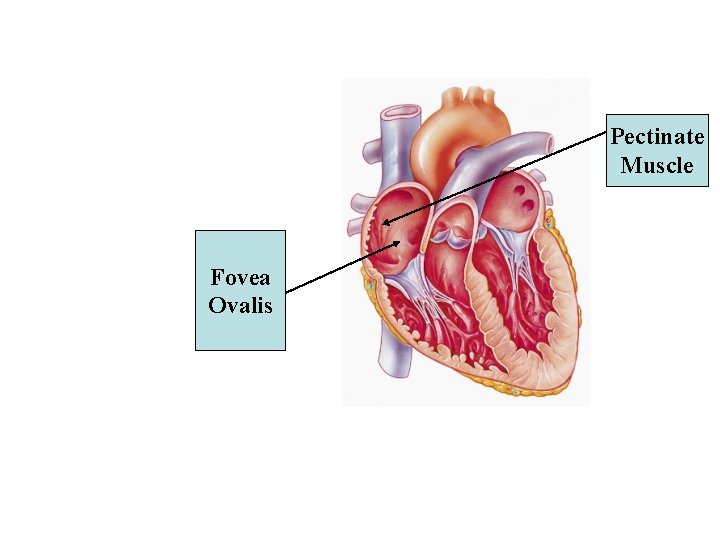 Pectinate Muscle Fovea Ovalis Pectinate Muscle Fovea Ovalis
