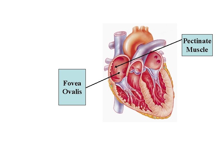 Pectinate Muscle Fovea Ovalis 
