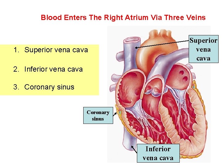 Blood Enters The Right Atrium Via Three Veins Superior vena cava 1. Superior vena Blood Enters The Right Atrium Via Three Veins Superior vena cava 1. Superior vena