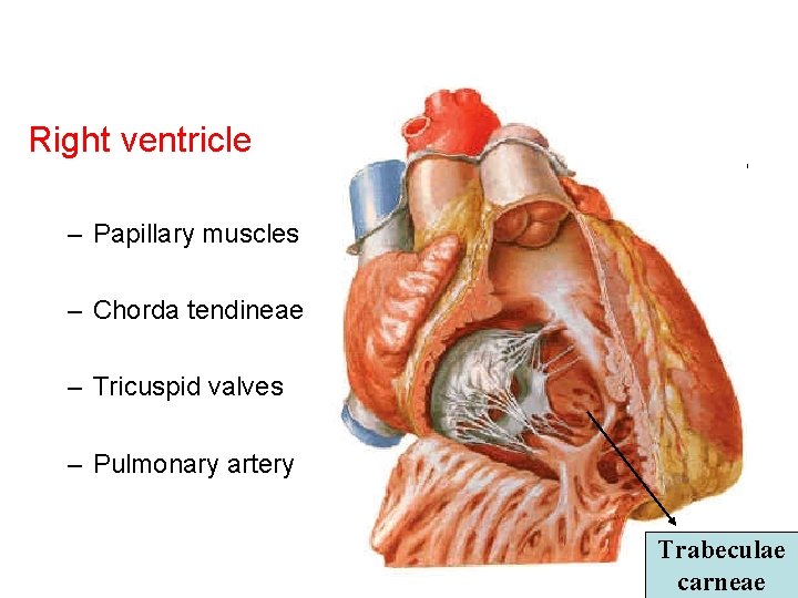 Right ventricle – Papillary muscles – Chorda tendineae Right ventricle: • Papillary muscles Chorda