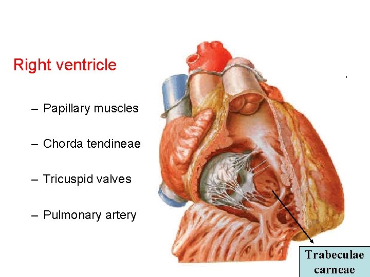 Right ventricle – Papillary muscles – Chorda tendineae Right ventricle: • Papillary muscles Chorda Right ventricle – Papillary muscles – Chorda tendineae Right ventricle: • Papillary muscles Chorda