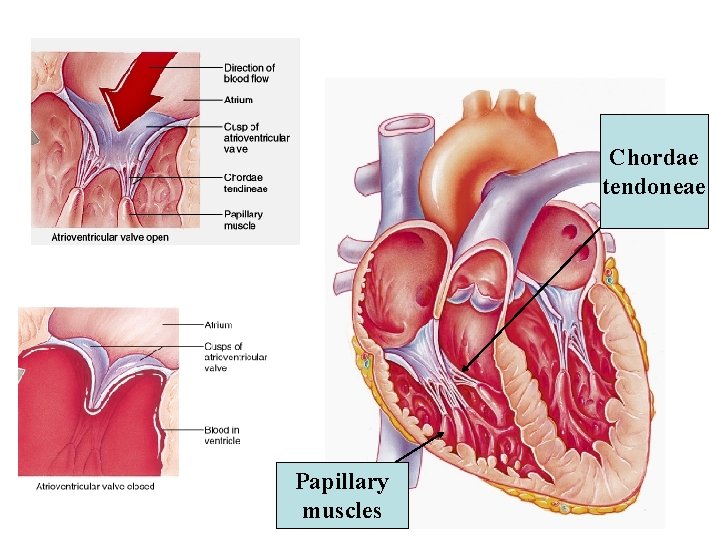 Chordae tendoneae Papillary muscles 