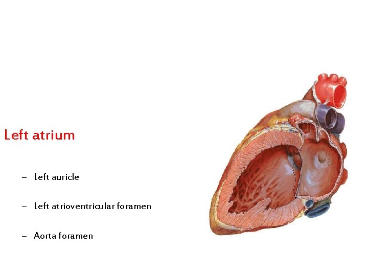 Left atrium – Left auricle – Left atrioventricular foramen – Aorta foramen 