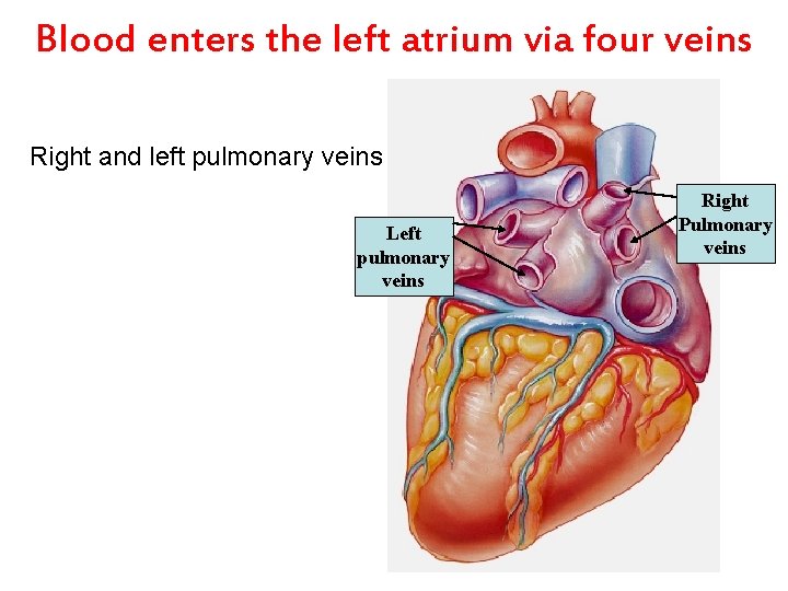 Blood enters the left atrium via four veins Right and left pulmonary veins Left