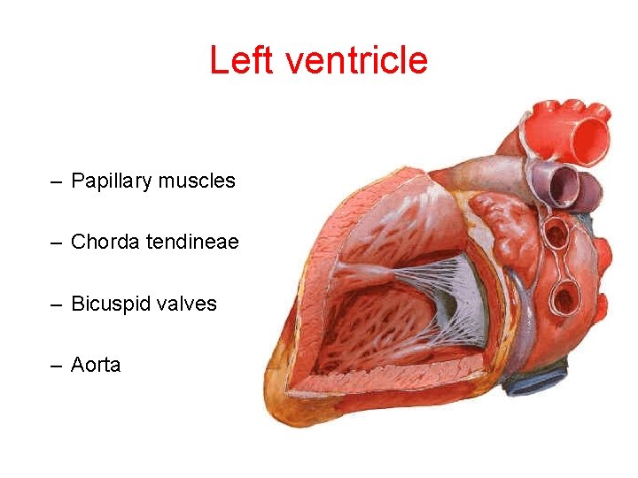 Left ventricle • – Papillary muscles – Chorda tendineae – Bicuspid valves – Aorta