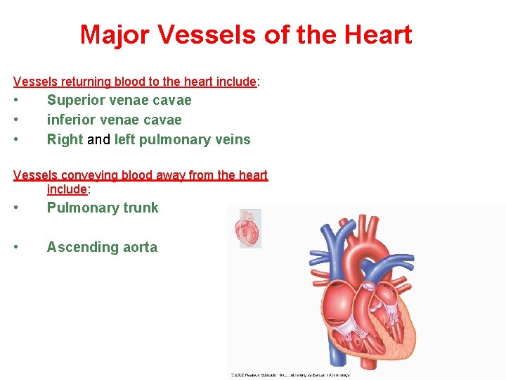 Major Vessels of the Heart Vessels returning blood to the heart include: • •