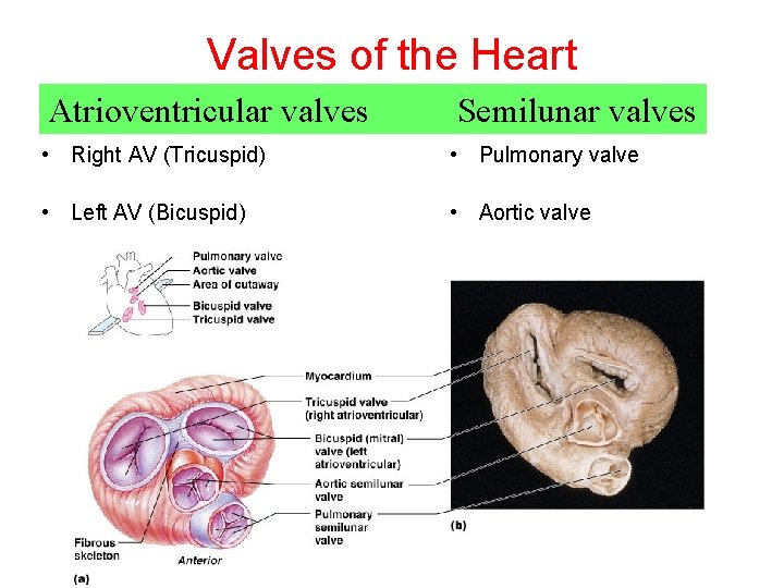 Valves of the Heart Atrioventricular valves Semilunar valves • Right AV (Tricuspid) • Pulmonary