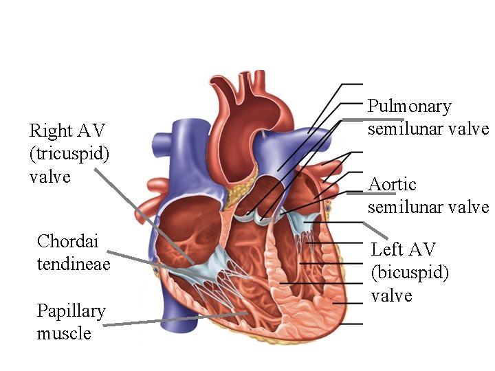 Right AV (tricuspid) valve Chordai tendineae Papillary muscle Pulmonary semilunar valve Aortic semilunar valve