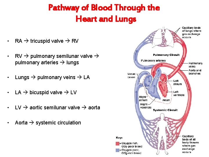 Pathway of Blood Through the Heart and Lungs • RA tricuspid valve RV •