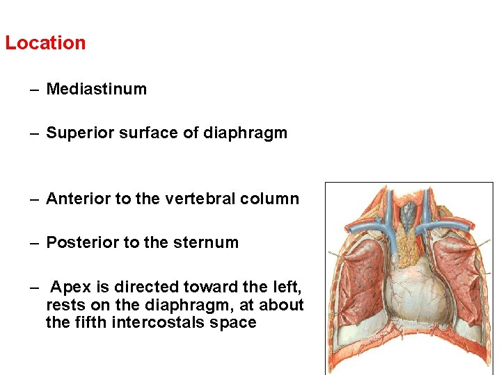 Location – Mediastinum – Superior surface of diaphragm – Anterior to the vertebral column