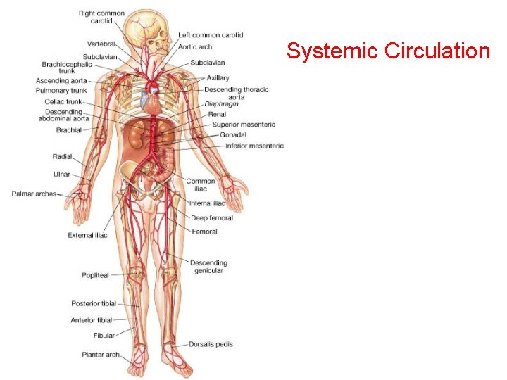 Systemic Circulation 