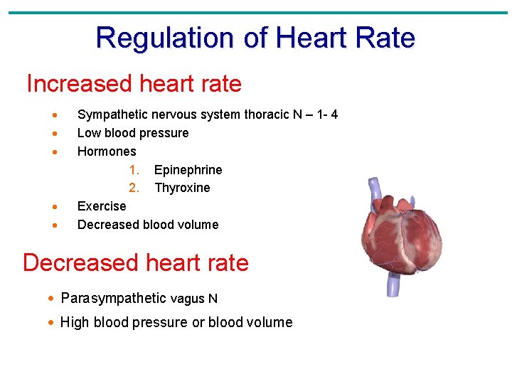 Regulation of Heart Rate Increased heart rate · · · Sympathetic nervous system thoracic