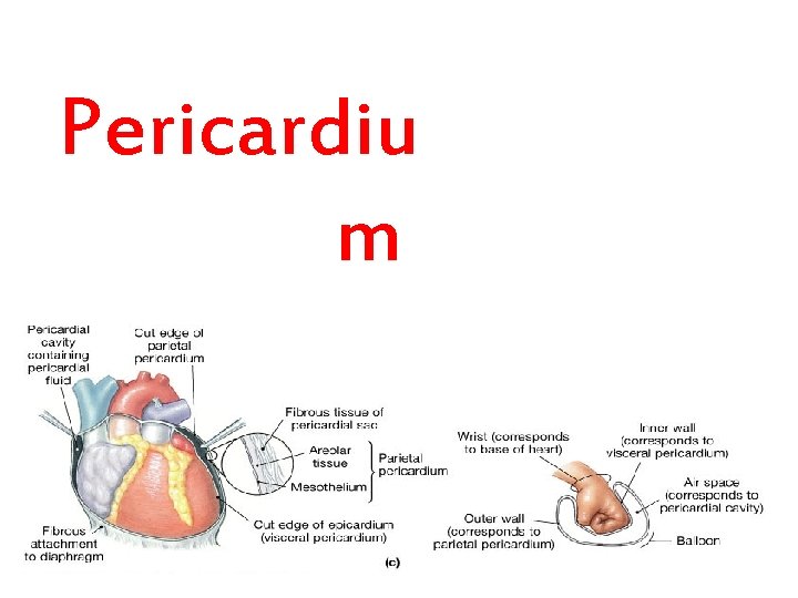 Pericardiu m 