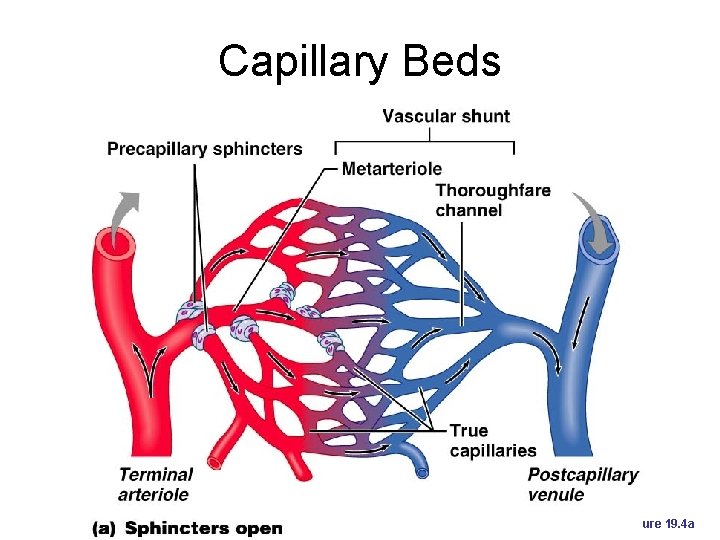 Capillary Beds Figure 19. 4 a 