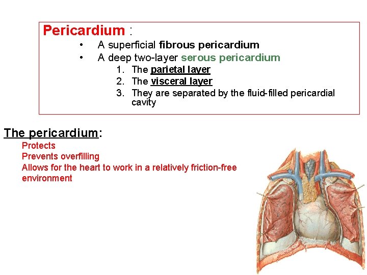 Pericardium : • • A superficial fibrous pericardium A deep two-layer serous pericardium 1.