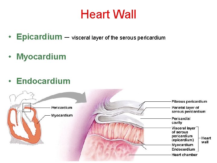 Heart Wall • Epicardium – visceral layer of the serous pericardium • Myocardium •