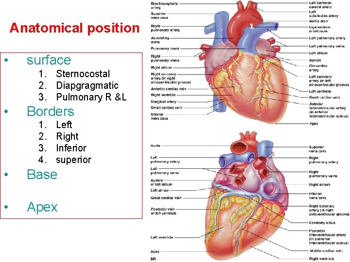 Anatomical position • surface 1. Sternocostal 2. Diapgragmatic 3. Pulmonary R &L • Borders