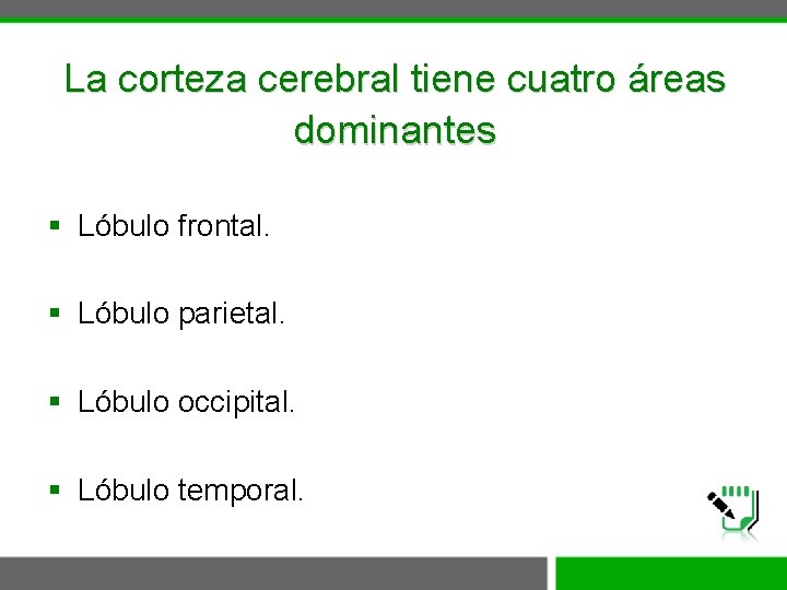 La corteza cerebral tiene cuatro áreas dominantes § Lóbulo frontal. § Lóbulo parietal. §