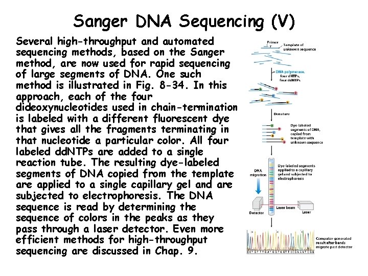 Sanger DNA Sequencing (V) Several high-throughput and automated sequencing methods, based on the Sanger