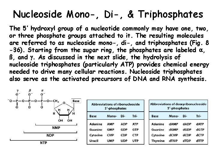 Nucleoside Mono-, Di-, & Triphosphates The 5’ hydroxyl group of a nucleotide commonly may