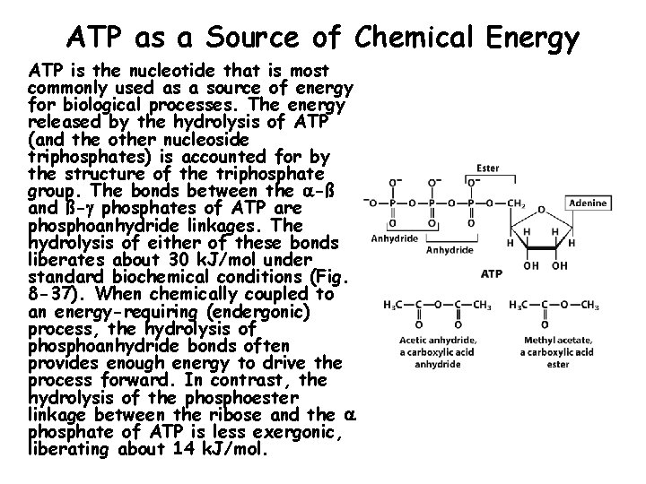 ATP as a Source of Chemical Energy ATP is the nucleotide that is most