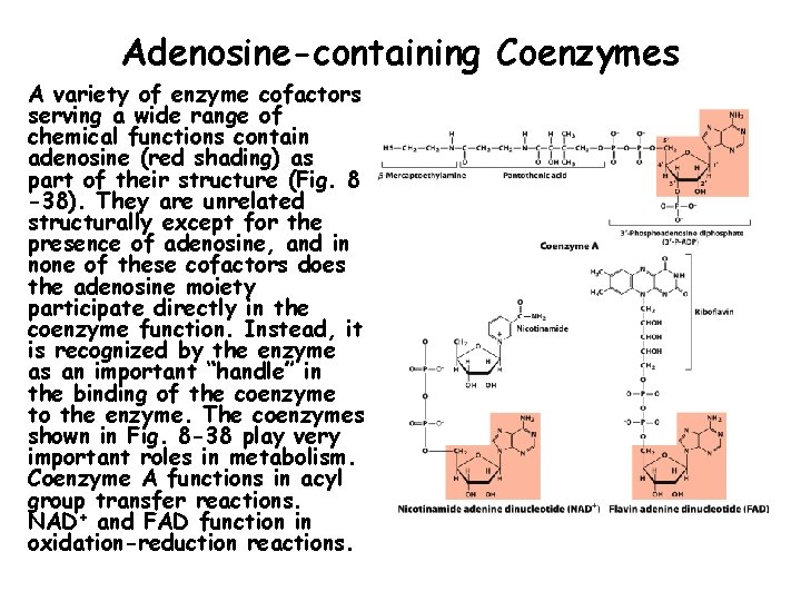 Adenosine-containing Coenzymes A variety of enzyme cofactors serving a wide range of chemical functions