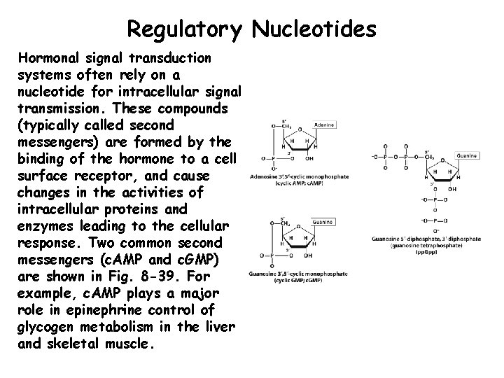 Regulatory Nucleotides Hormonal signal transduction systems often rely on a nucleotide for intracellular signal